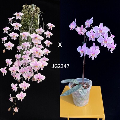 花农杰哥原生种蝴蝶兰西蕾丽 JG2347