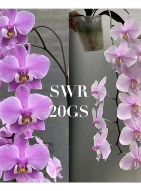 SWR20GS 花农杰哥原生种直播用