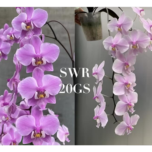 SWR20GS 花农杰哥原生种直播用