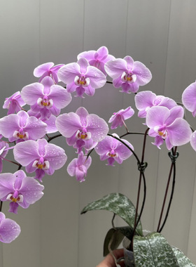 花农杰哥原生种直播用SWR芭比西蕾丽蝴蝶兰