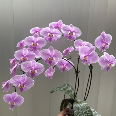 花农杰哥原生种直播用SWR芭比西蕾丽蝴蝶兰