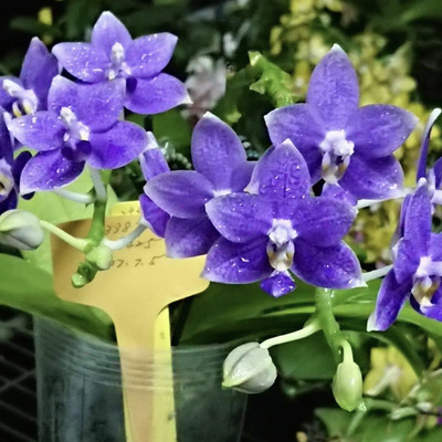 花农杰哥原生种蝴蝶兰eq狗（MC）