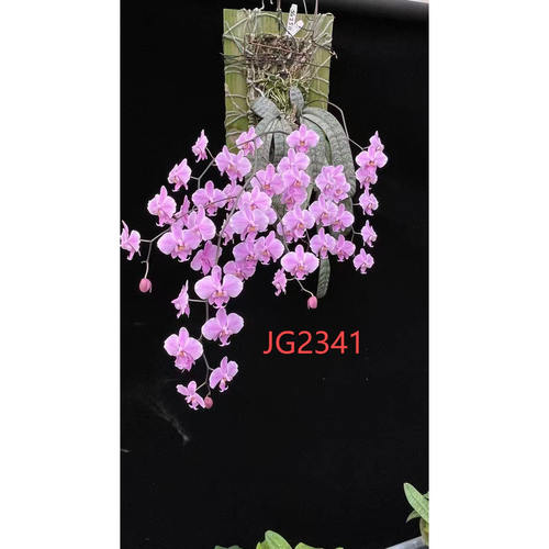 JG2341汉白玉西蕾丽 花农杰哥原生种蝴蝶兰直播用链接