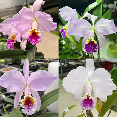 卡特兰 莫西半白交蓝 （ 实生苗  ）花农杰哥兰园