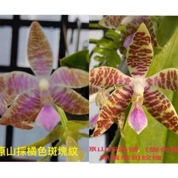 花农杰哥原生种蝴蝶兰直播用 山菜路德（橘斑纹 x 变色龙）