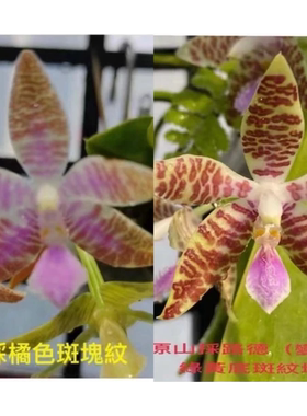 花农杰哥原生种蝴蝶兰直播用 山菜路德（橘斑纹 x 变色龙）