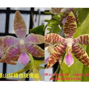 花农杰哥原生种蝴蝶兰直播用 山菜路德(橘斑纹 x 变色龙)