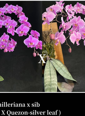 花农杰哥原生种蝴蝶兰直播专用西蕾丽JG2317