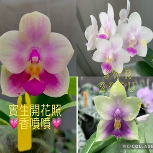 花农杰哥原生种蝴蝶兰直播专用规格苗情以直播间展示为SWR22FU