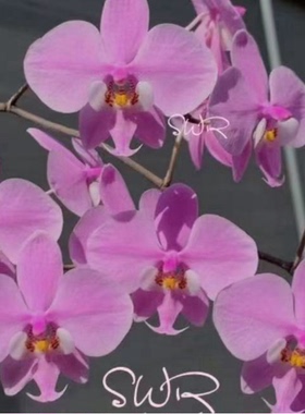 花农杰哥原生种西蕾丽蝴蝶兰雪樱