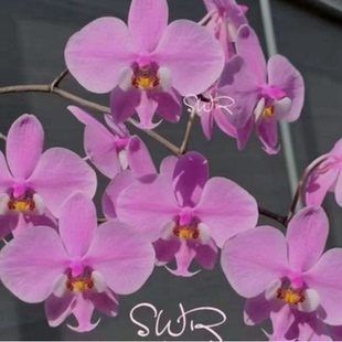 花农杰哥原生种西蕾丽蝴蝶兰雪樱