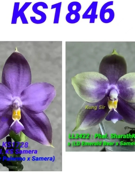 花农杰哥原生种珍奇类蝴蝶兰 KS1846