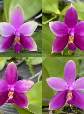 花农杰哥原生种珍奇类蝴蝶兰莎美娜