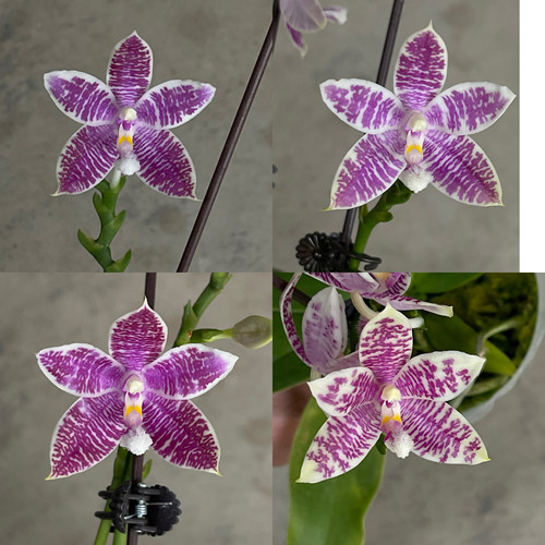 蓝雀.霞羽 花农杰哥原生种珍奇类蝴蝶兰