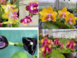 玛丽娅趣味珍奇类蝴蝶兰花新品弥陀