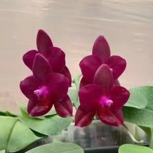 花农杰哥原生种红日直播专用蝴蝶兰(MC)