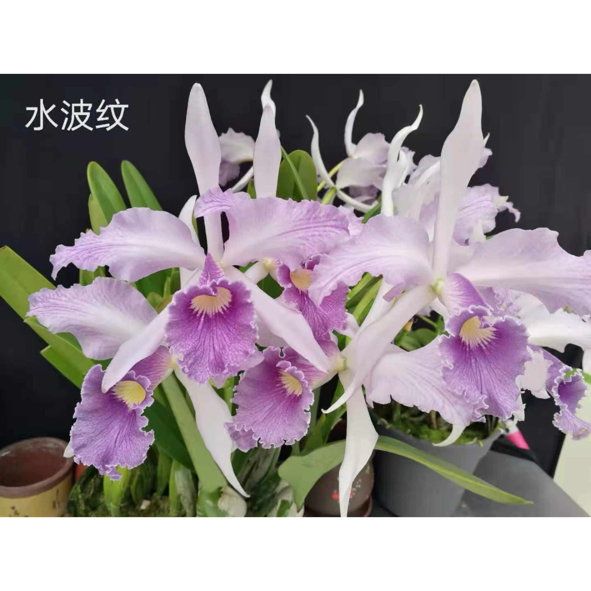 卡特兰 水波纹花农杰哥兰园图片