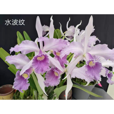 卡特兰 水波纹花农杰哥兰园