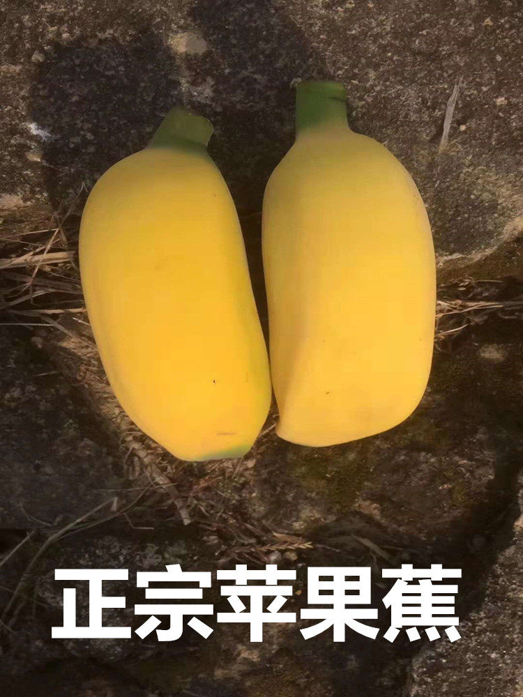 苹果香蕉小米焦粉蕉帝王蕉绿香蕉野生芭蕉水果香蕉新鲜大芭蕉5斤,水产肉类/新鲜蔬果/熟食,香蕉,淘宝优惠券,粉丝福利购,淘宝优惠卷