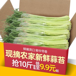 蔬菜蒜心 应季 2025现摘新鲜蒜苔5 9斤蒜薹农家蒜毫自种蒜苗当季