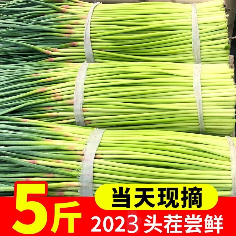 蒜苔新鲜5斤农家蔬菜青菜蒜毫蒜薹蒜苗农家自种当季产地直发包邮,水产肉类/新鲜蔬果/熟食,新鲜蒜苔,淘宝优惠券,粉丝福利购,淘宝优惠卷