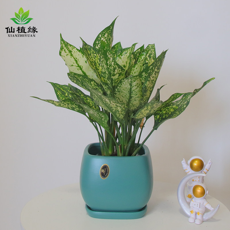 翡翠万年青如意皇后盆栽绿植盆栽办公桌面小植物好养深圳广州同城