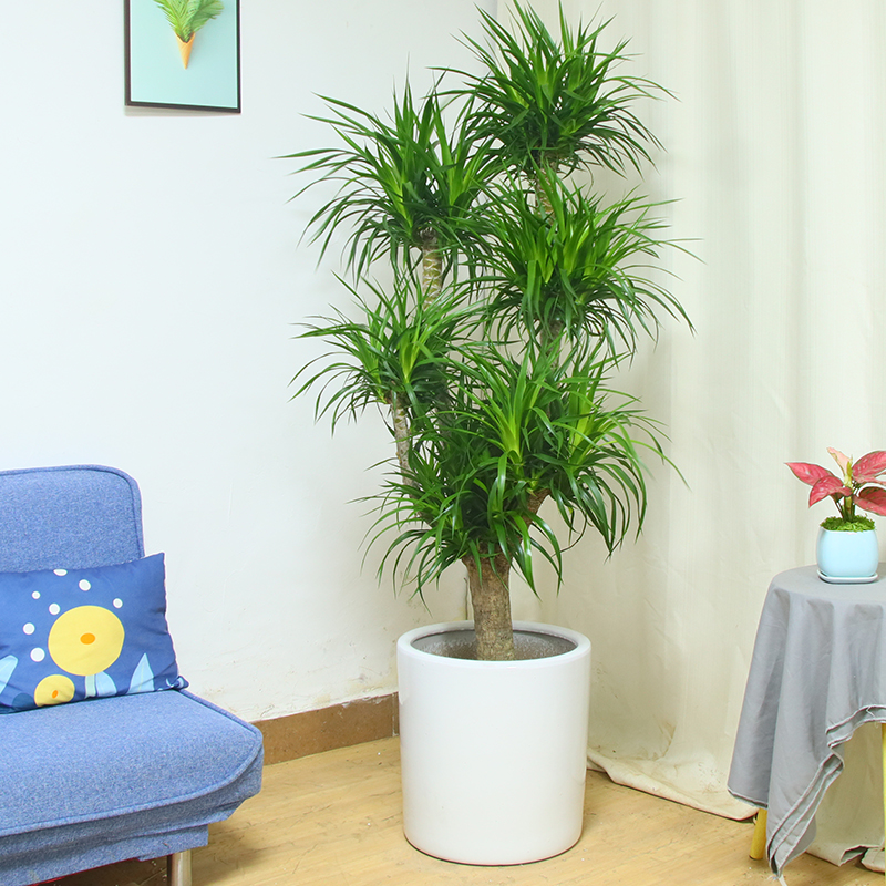 多头老桩龙血树客厅绿植盆栽办公室内好养造型植物广州深圳同城