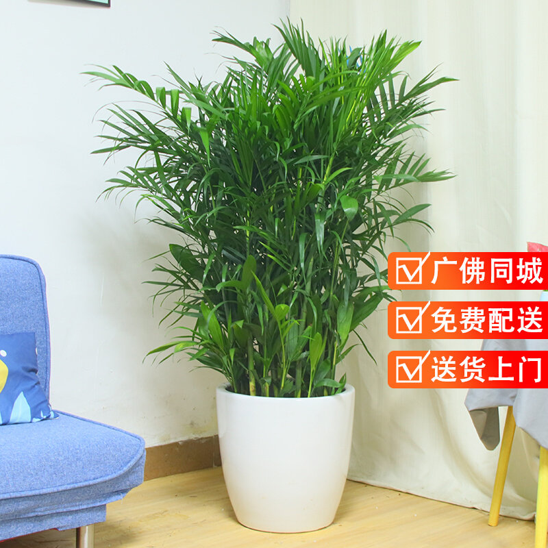 夏威夷竹大盆栽办公室内客厅吸甲醛观叶竹子绿植广州深圳同城植物怎么样,好用不?