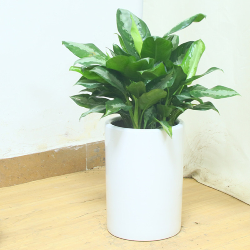 雅丽皇后盆栽办公室内客厅前台除甲醛净化空气植物深圳广州同城