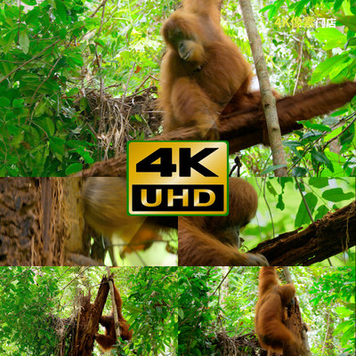 547-4K视频素材-猴子金丝猴跳跃原始部落森林观望野外动物