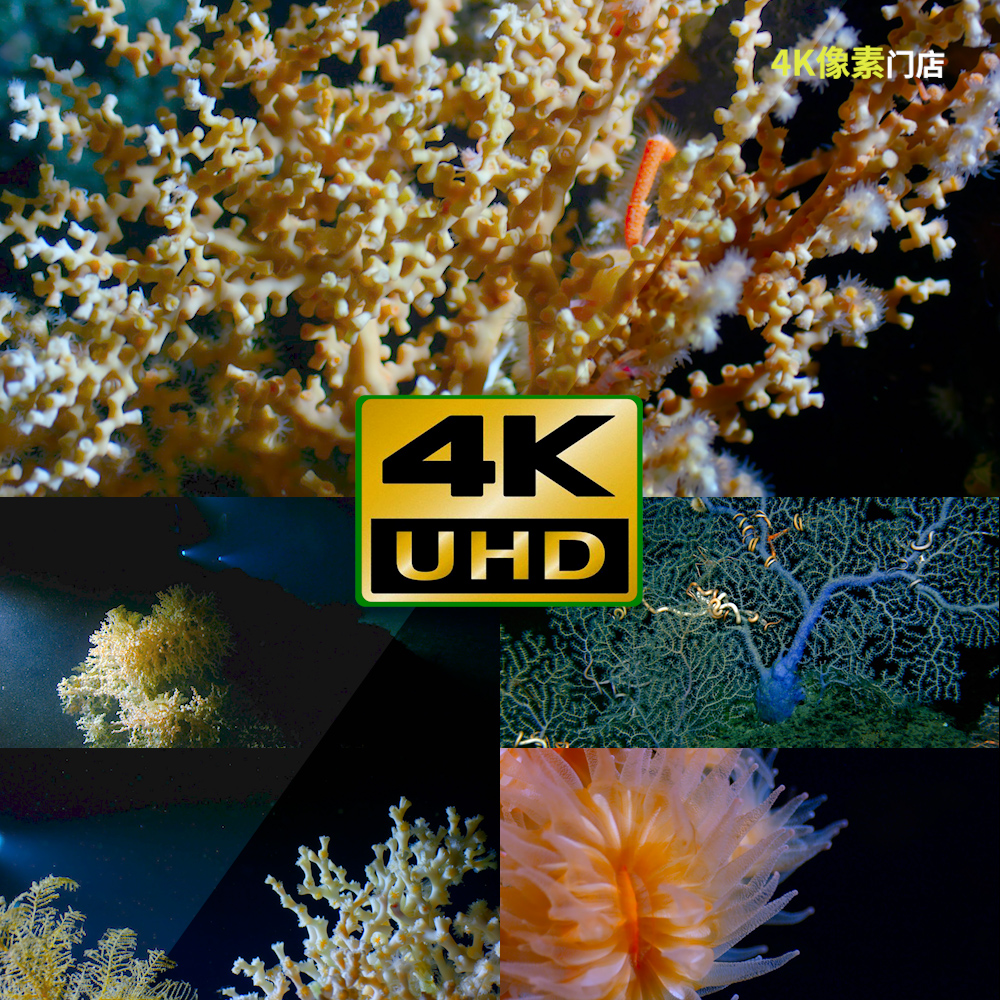 374-4K视频素材-深海雪山极地捕食冰冻冰霜南极珊瑚海底风光