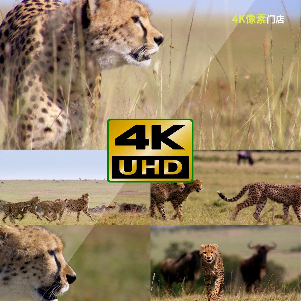 662-4k视频素材-猎豹非洲奔跑捕食狩猎草原山川凶猛野外自然