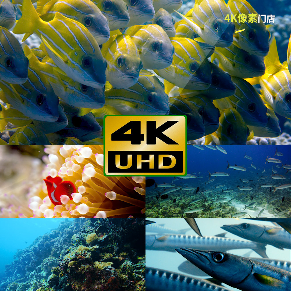 333-4k视频素材-珊瑚鱼群体海洋海水游泳水下生物生态动物鱼类