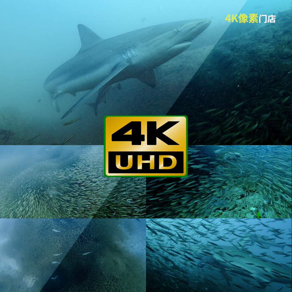 405-4K视频素材-鱼群海洋海水游泳水下生物生态动物鱼类自然跳跃,商务/设计服务,设计素材/源文件,淘宝优惠券,粉丝福利购,淘宝优惠卷