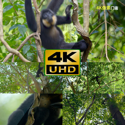 550-4K视频素材-猴子金丝猴跳跃原始部落森林观望野外动物
