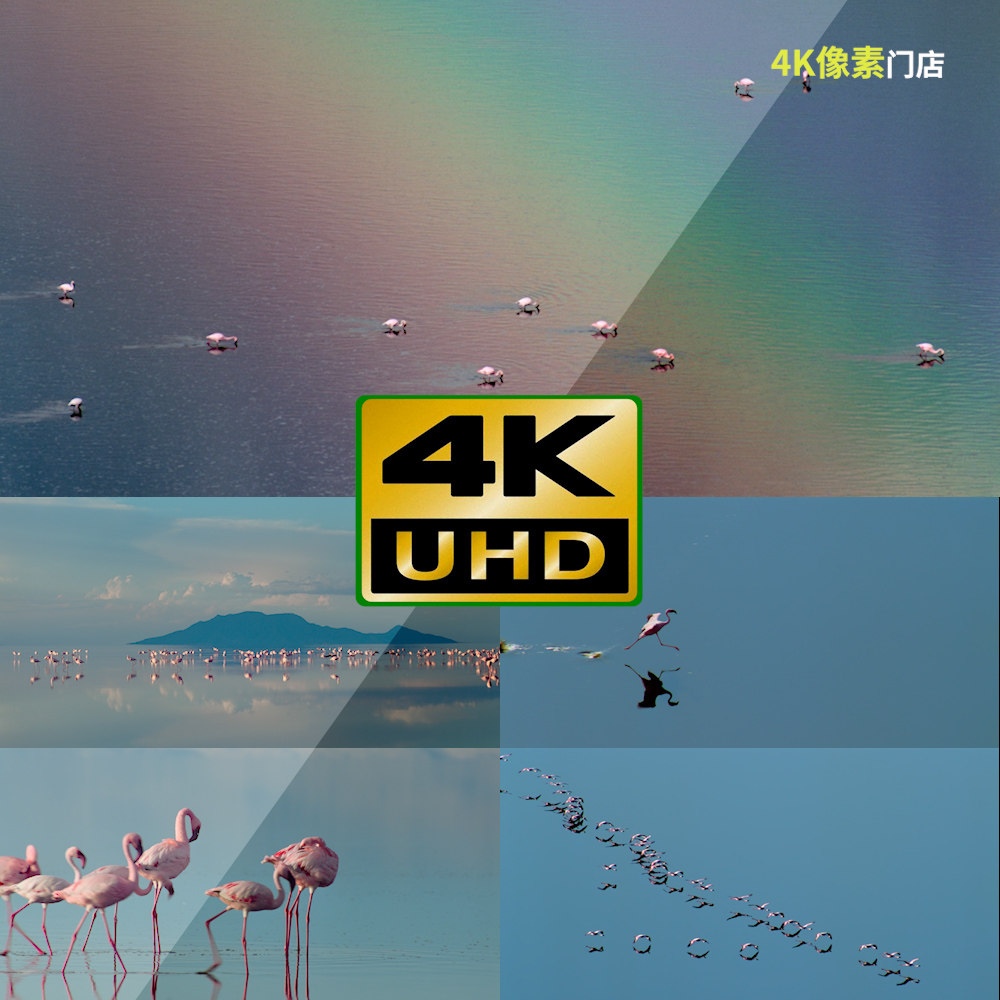 592-4K视频素材-火焰鸟鸟类群体红色唯美捕食生态山川野外,商务/设计服务,设计素材/源文件,淘宝优惠券,粉丝福利购,淘宝优惠卷