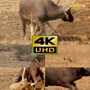 832-4K视频素材-水牛野牛非洲野外动物群体迁徙平原抗争觅食