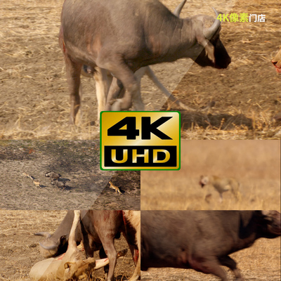 832-4K视频素材-水牛野牛非洲野外动物群体迁徙平原抗争觅食