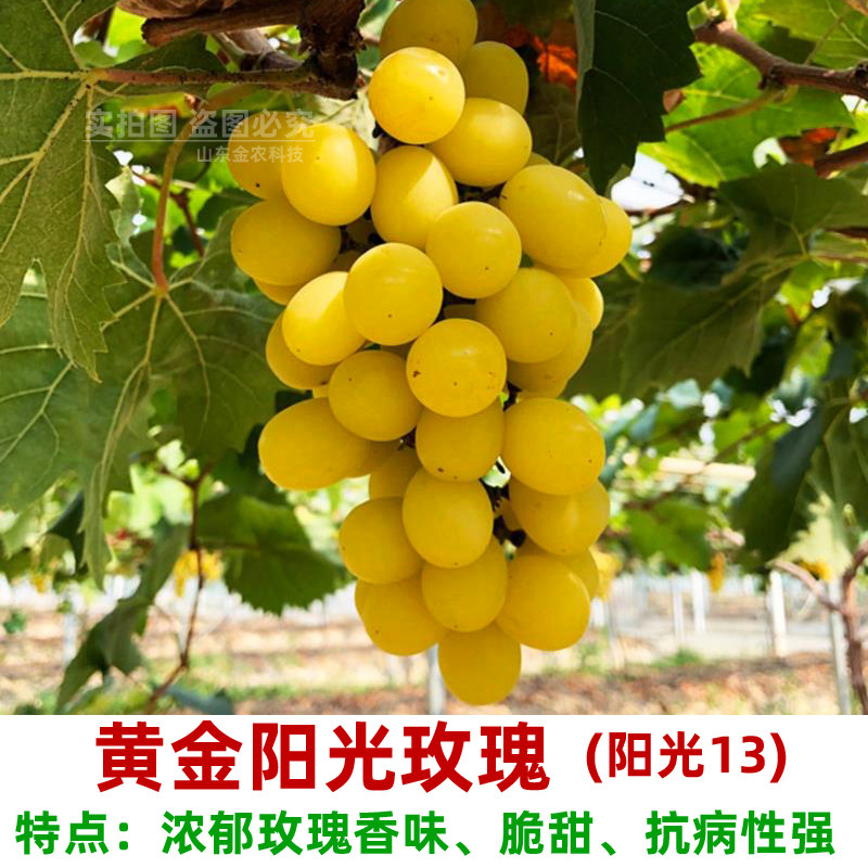 嫁接黄金阳光玫瑰葡萄树苖阳光13葡萄苗天然无籽脆甜当年结果