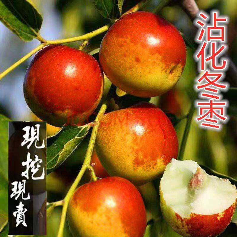 枣树活苗北方南方大枣超甜特大庭院嫁接冬枣地栽果树果苗当年结果怎么看?