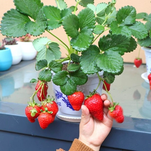 草莓苗四季 食用带土种植南方奶油章姬大雪兔桃熏阳台盆栽当年结果