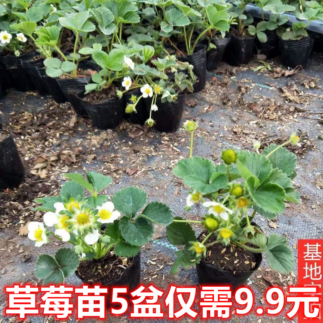 草莓苗四季盆栽食用大株丹东99红颜奶油草莓苗天使种植苗隋珠带土-封面