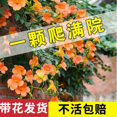 耐寒凌霄花苗爬藤植物四季