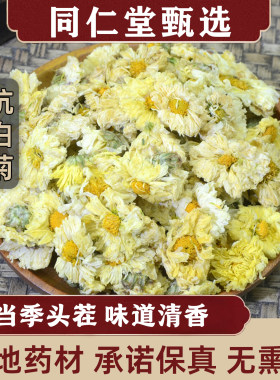 杭白菊胎菊朵菊花茶枸杞泡水去火