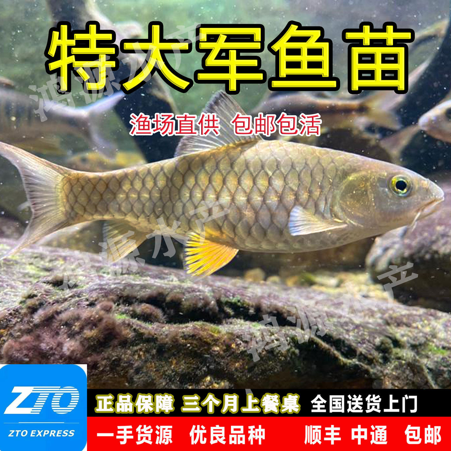 军鱼苗爱跳粗鳞光倒刺鲃青竹鲩新品黄娟坑坚原生淡水养殖路亚食用