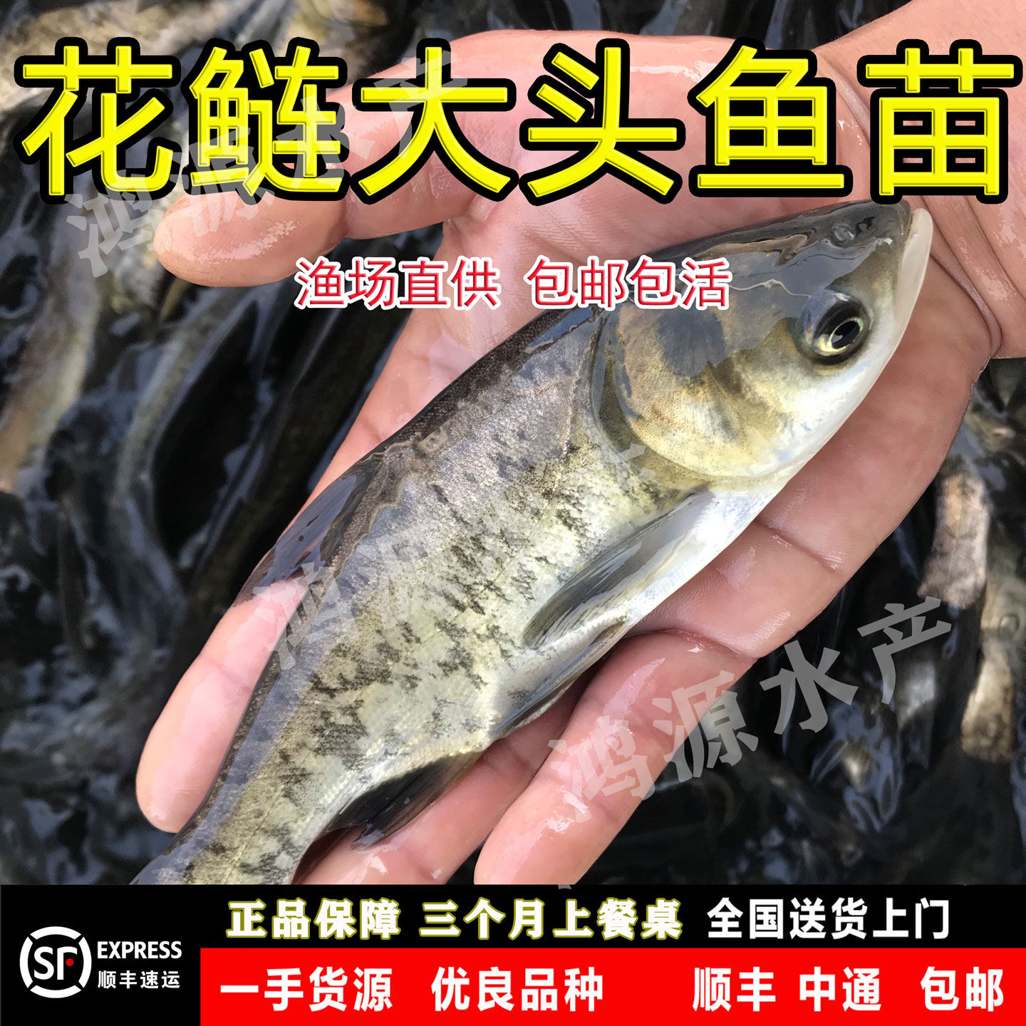 花鲢鱼苗大头鱼苗胖头鱼特大规格鲢鳙鱼苗淡水养殖雄鱼苗现苗发货
