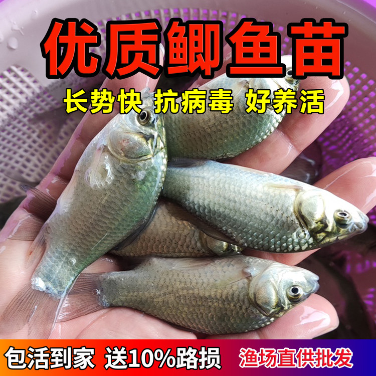 鲫鱼苗冷水养殖特大多头p20%