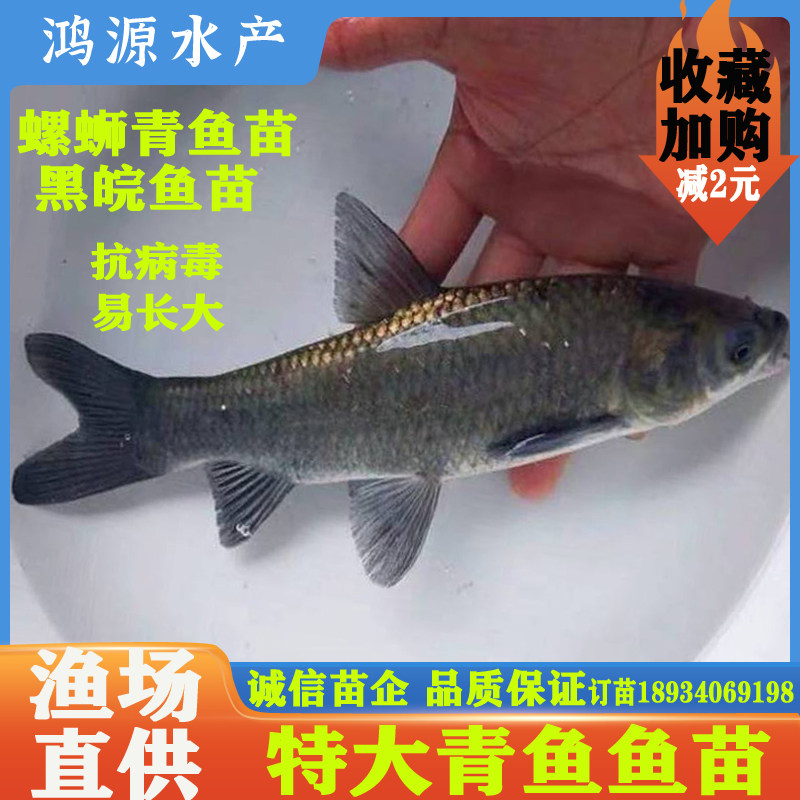 螺蛳青鱼苗淡水特大型快速长大
