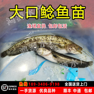 大口鲶鱼苗 二须胡子埃及鲶鱼 南方大口鲶鱼塘鲺土鲶鱼苗杂鱼克星