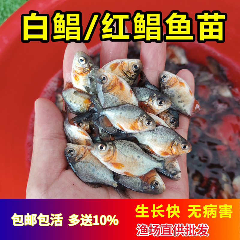 鲳鱼苗淡水红腹鲳鱼白鲳鱼苗食用仓鱼苗凶猛活体特大昌鱼苗观赏鱼